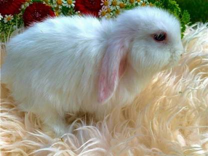 Mini Lop Kaninchen