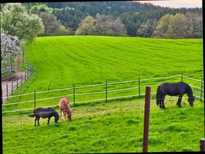 Vergebe Reitbeteiligungen/Ponyreiten