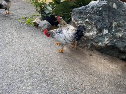 Bild 2:Stoapiperl Zwerghuhn Gockel Hahn