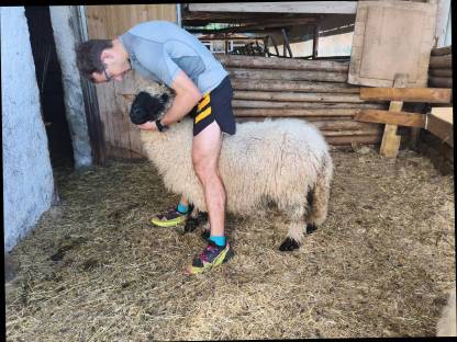 Bild 2:Walliser Schwarznasenschaf Bio weiblich