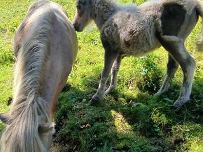 Bild 8:Minishetlandponys