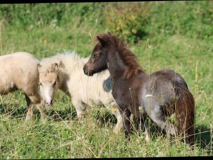Bild 5:Minishetty Prämienstute mit oder ohne Fohlen