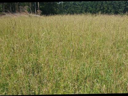 Bild 5:Pferdeheu, Heuballen, Heu, Futter, Pferdeheu