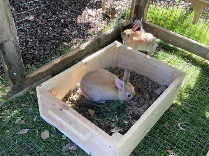 Bild 7:Zwergkaninchen