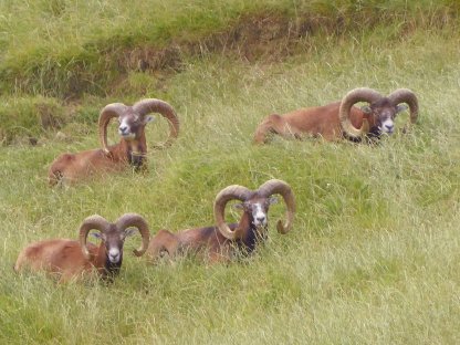 Bild 2:Mufflon, Mufflonwidder