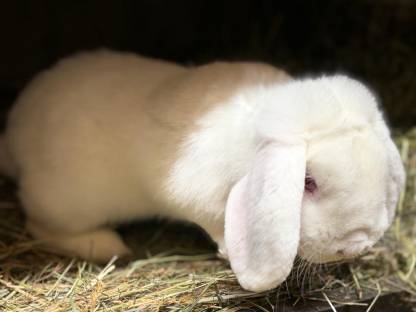 Bild 2:Zwergwidder weiß, Rotauge