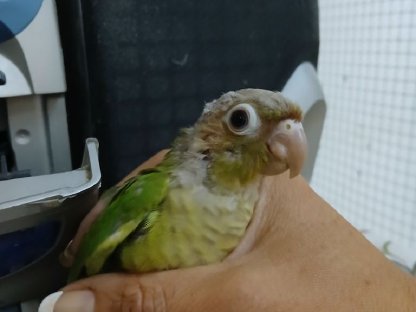 Bild 3:Grünwangen-Rotschwanzsittiche