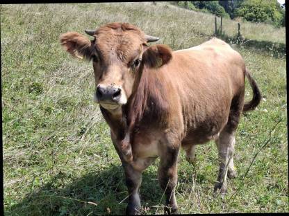 Bild 3:Bio Einsteller