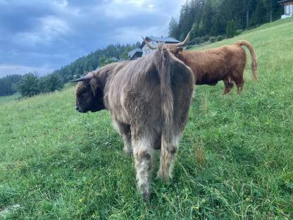 Bild 4:Hochlandrind Zuchtstier