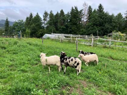 Bild 5:4 Böcke Krainer Steinschafe