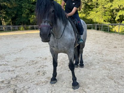 Bild 3:Verkaufe Norikerstute Mohrenkopf