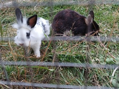 Bild 2:Hasen Zwergkaninchen Mischlinge