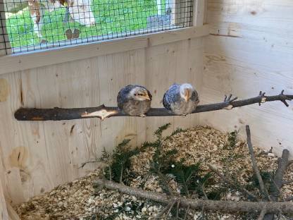 Bild 5:Bruteier Hühner