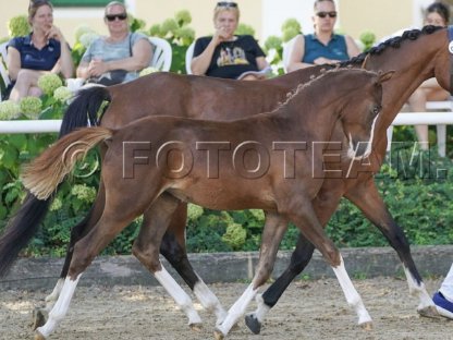Bild 3:Vayana's Limoncella SP
