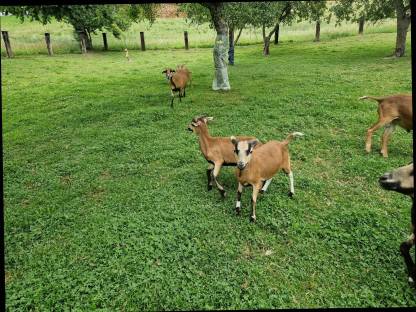 Bild 2:Kamerunwidder