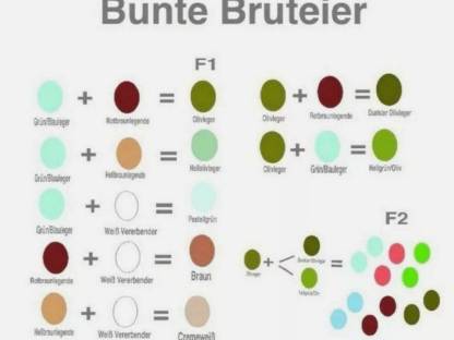 Bild 2:Naturbunte Bruteier Grünleger Blauleger Maran bunte Eier