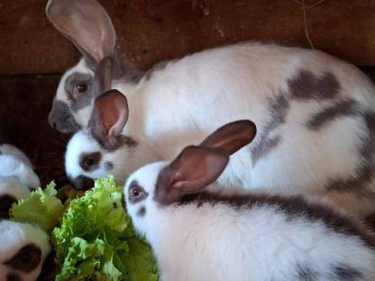 Bild 3:Deutsche Riesenschecken