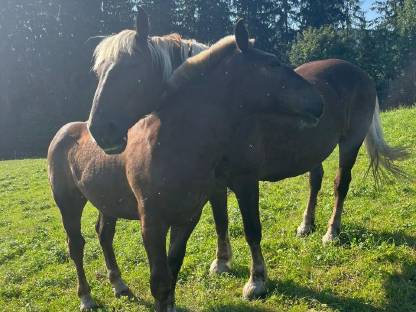 Bild 3:Gurktal Diamant XVII