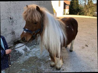 Bild 2:Shetlandpony Wallach