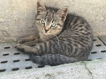 Bild 3:Kätzchen - Babykatzen - Langhaar - Halblanghaar - Kurzhaar