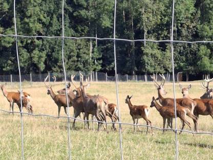 Bild 4:Rotwild Hirsche im 1.Kopf