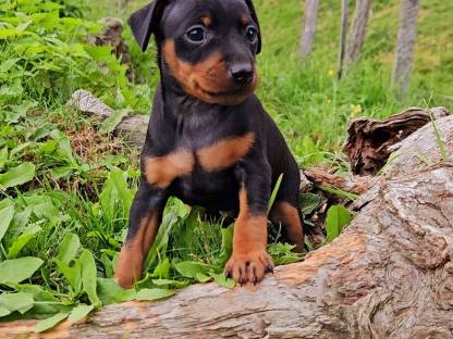 Wurfankündigung - Zwergpinscher Welpen