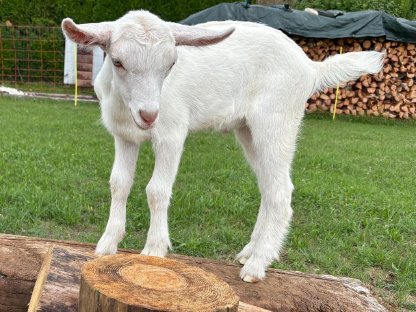 Zwei männliche Ziegenböcke