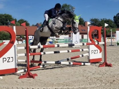 Bild 3:Schimmelwallach zum Losreiten