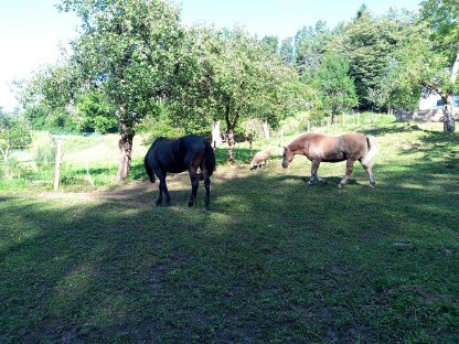 Pony