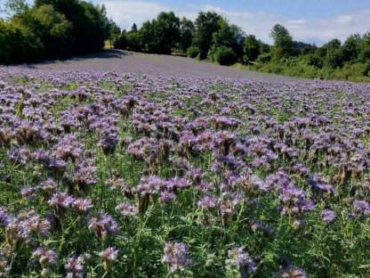 Phacelia Samen Begrünung Bienenweide