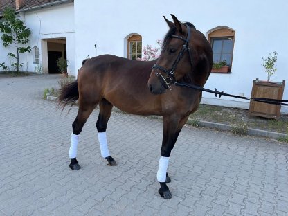 Vielversprechender Reitpony-Wallach