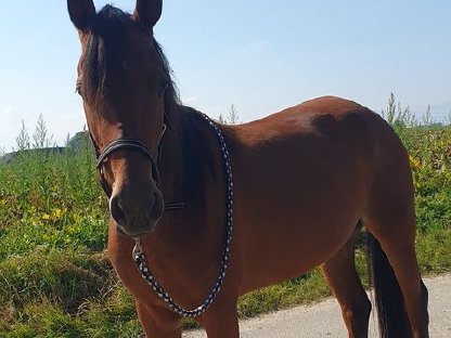 Bild 4:Hübsche, brave Stute