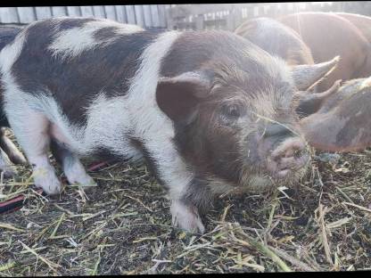 Bild 6:Kune Kune Ferkel