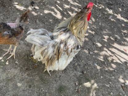 Bild 4:Verschiedene Hennen und Hähne