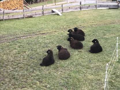 Bild 5:Landwirtschaft zum Pachten oder auf Leibrente gesucht, BIO