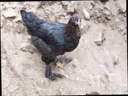 Marans Hahn