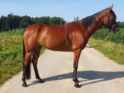 Bild 3:Hübsche, brave Stute