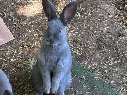 Bild 2:Blaue Wiener Kaninchen