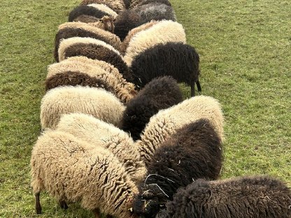 Bild 9:Ouessantschafe, Zwergschafe, Herdbuch