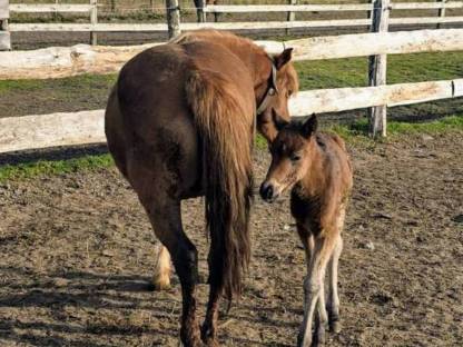 Bild 9:Robuste Fohlen für Freizeit