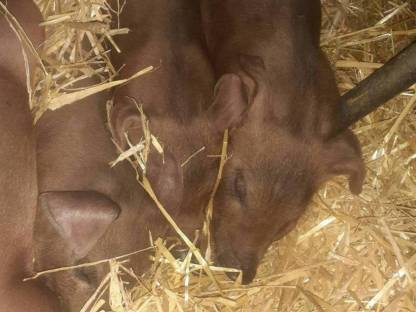 Duroc Ferkel - Reinrassig