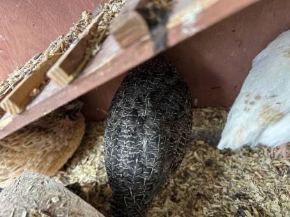 Bild 3:Wachtel Hahn zu verschenken