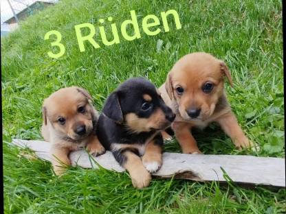 Welsh Corgi Pembroke × Zwergpinscher Welpen