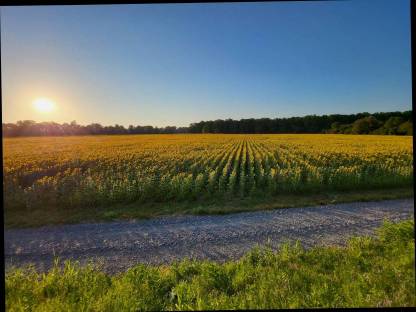 Bild 2:Organic Sunflower