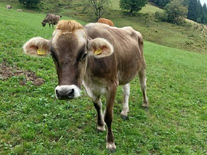Brown Swiss Bio Kalbin