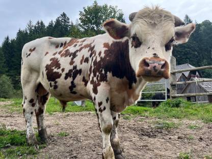 Bild 2:Stier Normanne