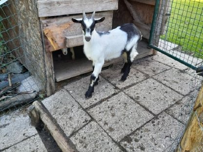 Bild 2:Zu kaufen: 2 Ziegen, links männlich, rechts weiblich