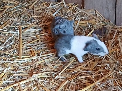 US-TEDDY Meerschweinchen