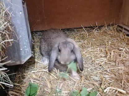 Bild 2:Zwergwidder Zwergkaninchen