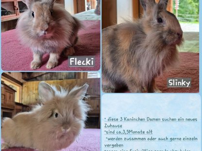 Junge Kaninchen Damen